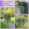 6 Pcs Ferns Artificial Hanging Plants Vine Hanging Fake Plants Faux Ferns Indoor Outdoor Ivy Wall Decor Greenery Vine with Flower for Room Wedding Fall Decoration(Purple)